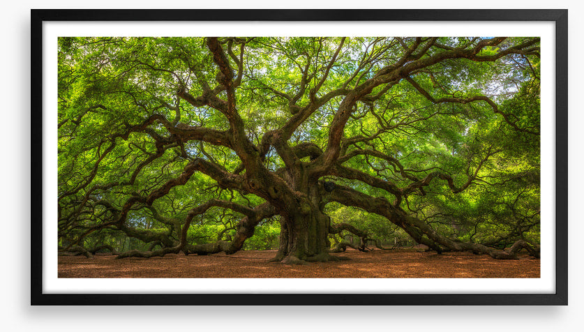 Angel Oak greens