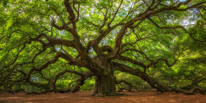 Angel Oak greens