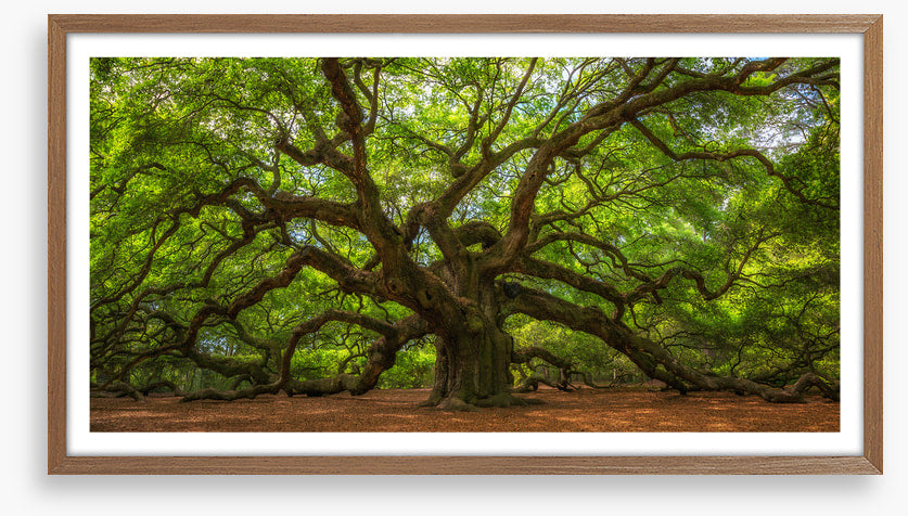 Angel Oak greens