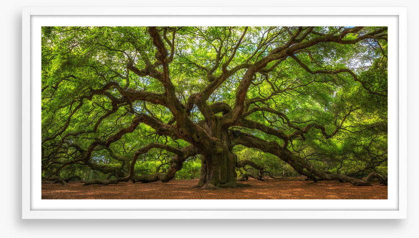 Angel Oak greens
