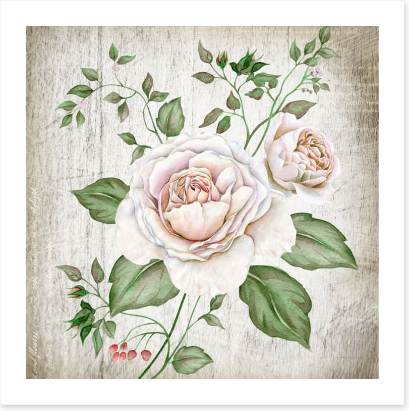Tea rose two