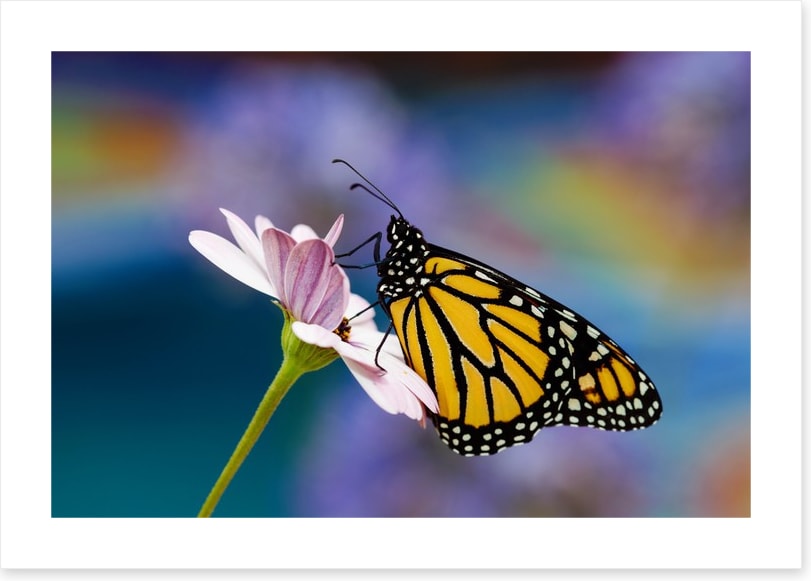 Monarch of spring