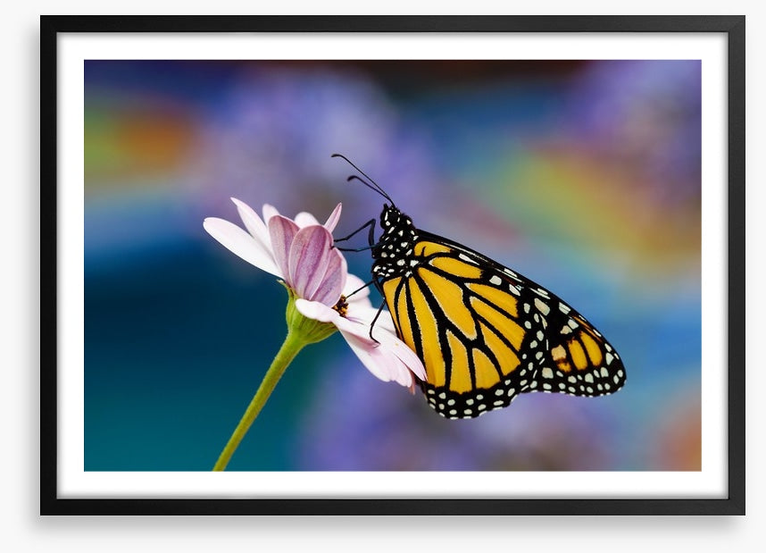 Monarch of spring