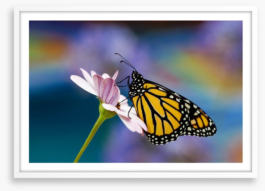 Monarch of spring