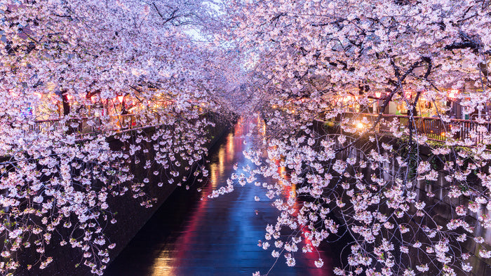 Canal of blossom