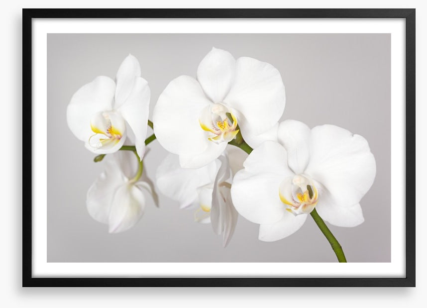 White orchid branch