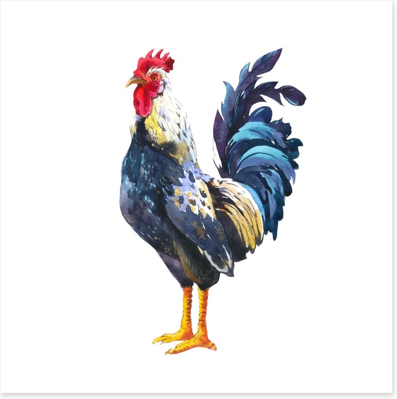 The blue rooster