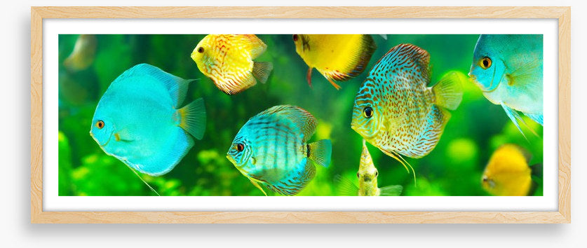 Discus fish panorama