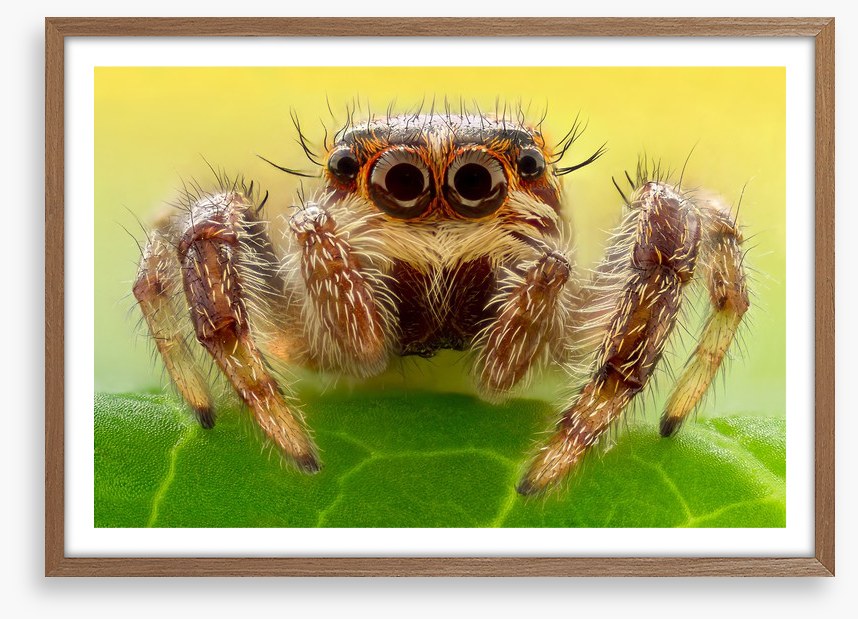 Insects