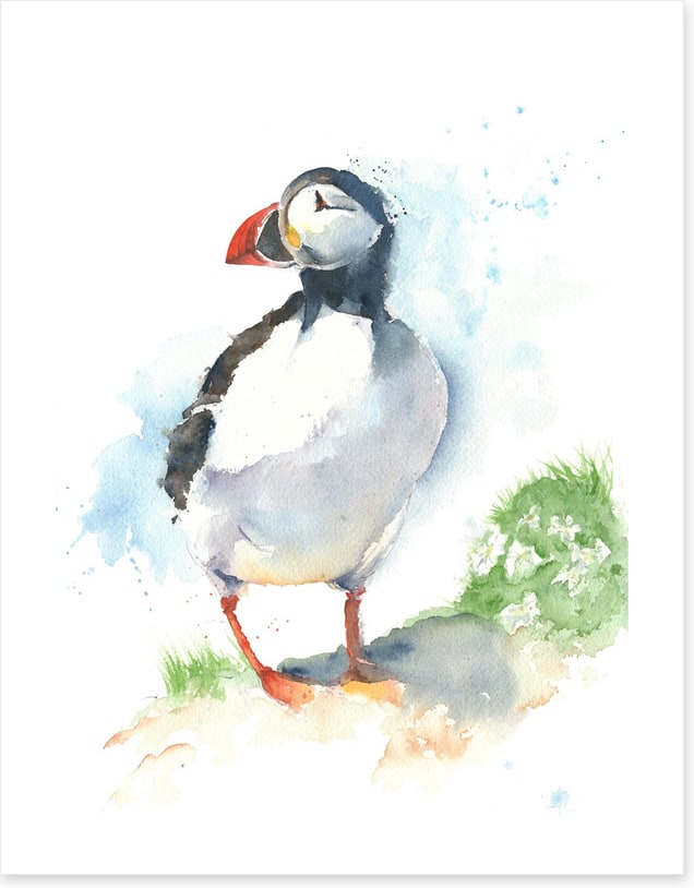 Little puffin