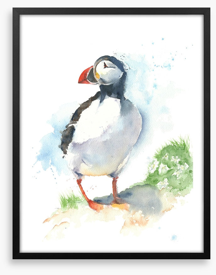 Little puffin