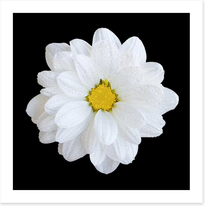 White gerbera daisy