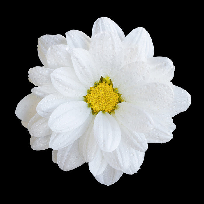 White gerbera daisy