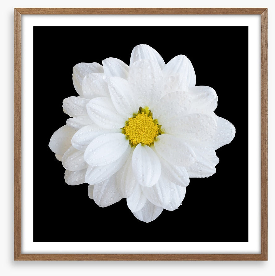 White gerbera daisy