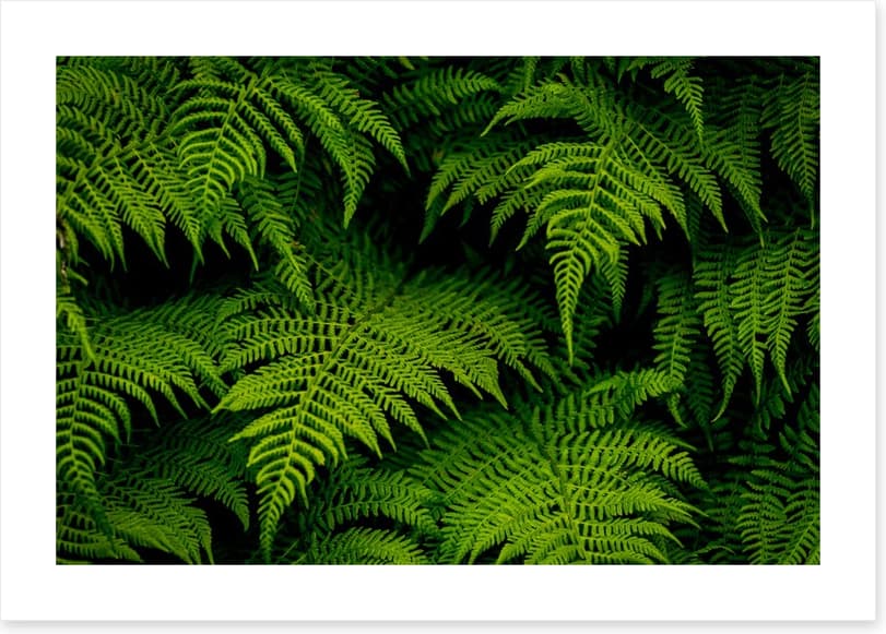 Leaves