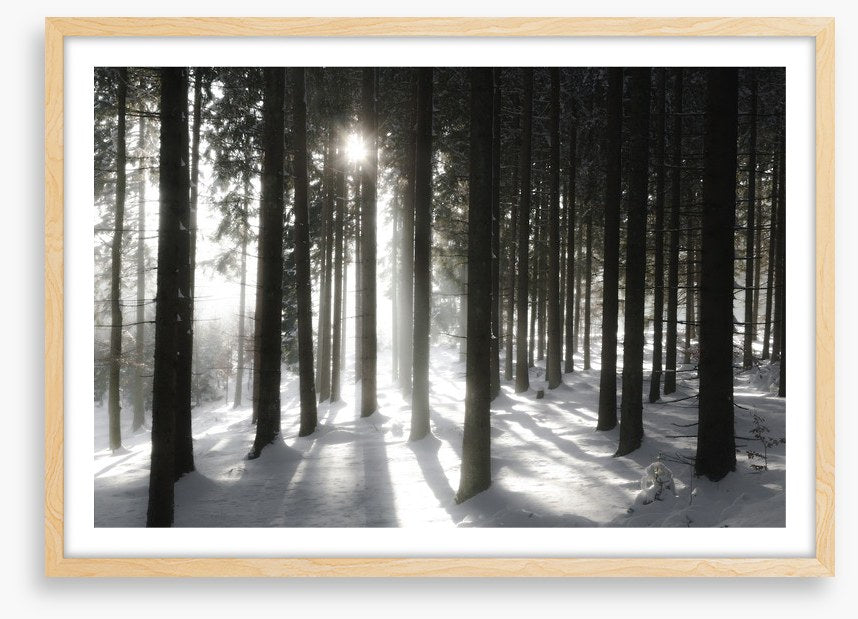 Black forest sunlight