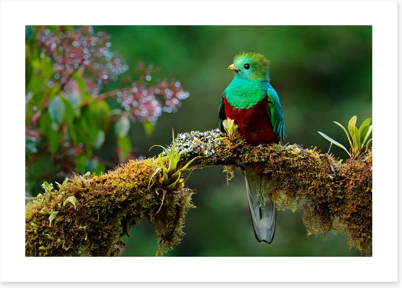 Resplendent quetzal