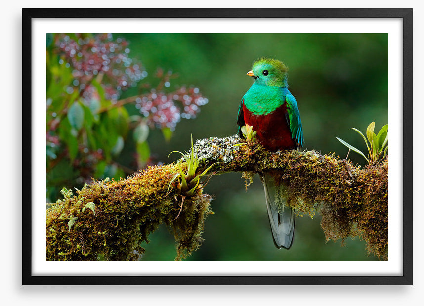 Resplendent quetzal