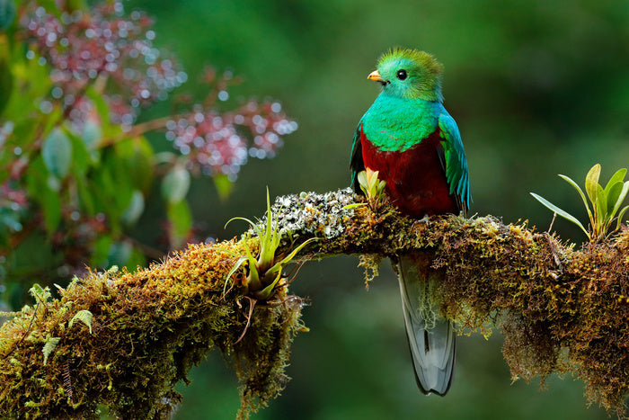 Resplendent quetzal