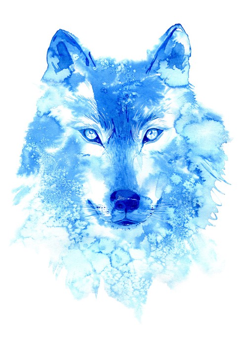 Blue wolf