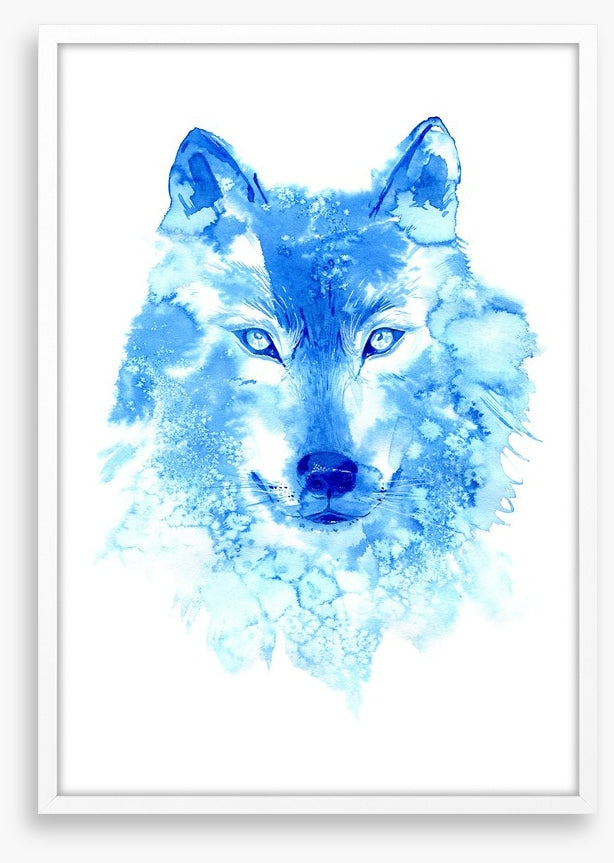 Blue wolf