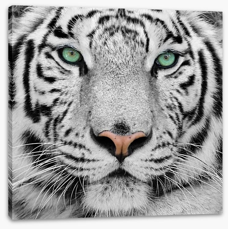 White tiger