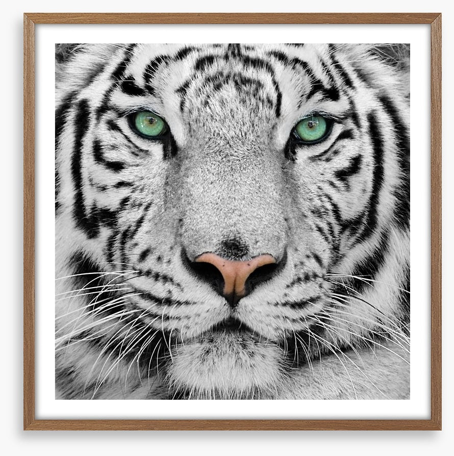 White tiger