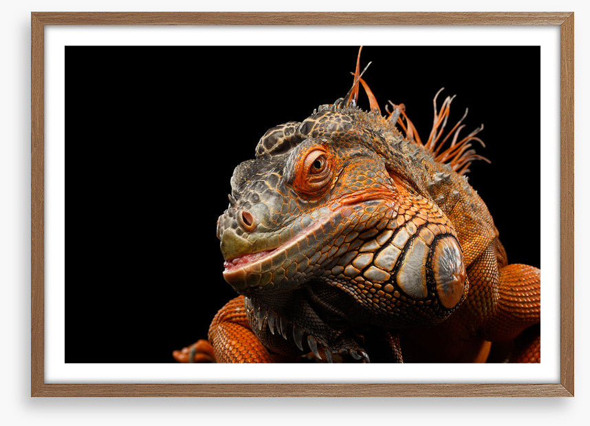 Reptiles