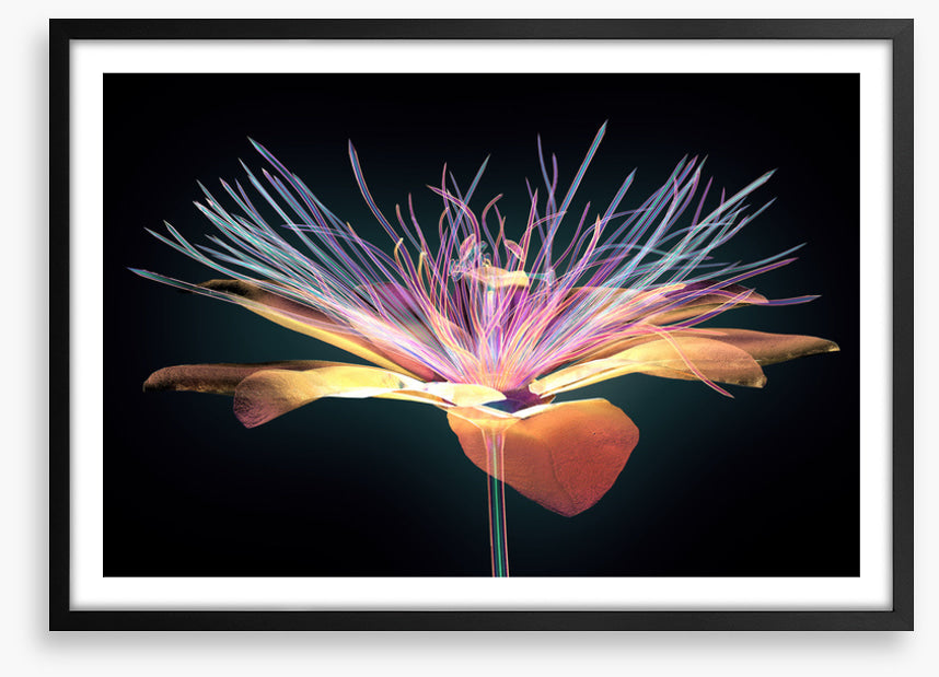 The passion flower