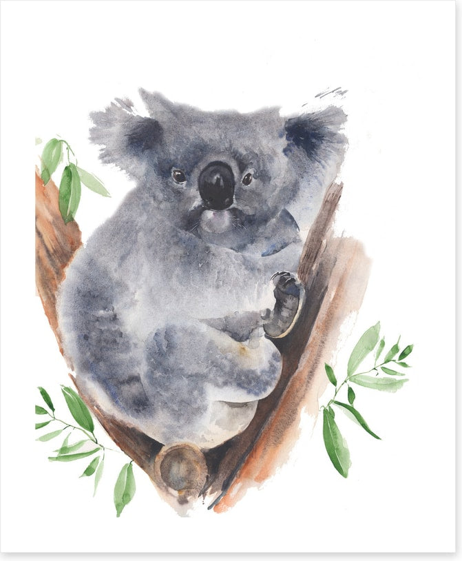 Gum tree koala