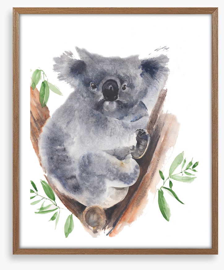 Gum tree koala