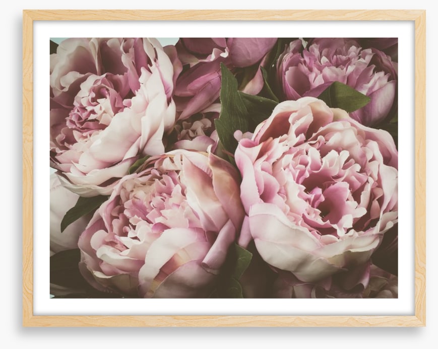 Vintage peony
