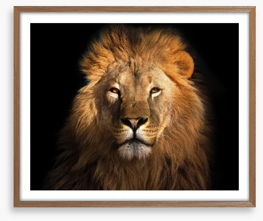 Eye of the lion