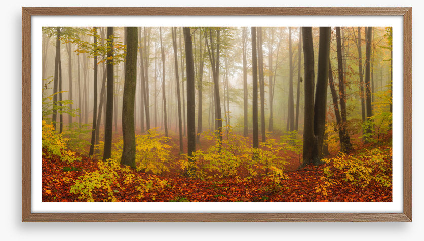 Forests