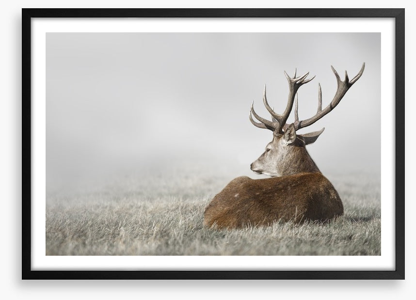Stag in the fog