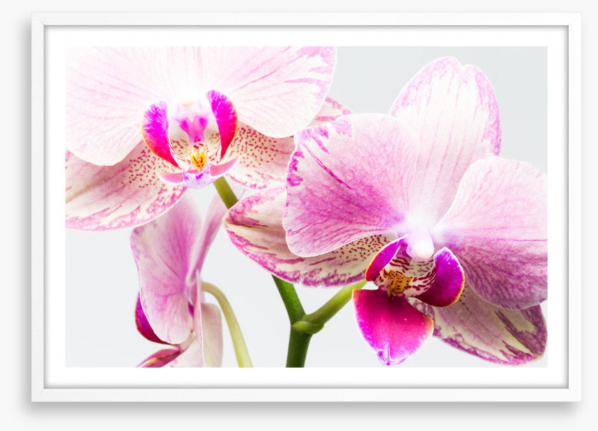 Up close and orchid