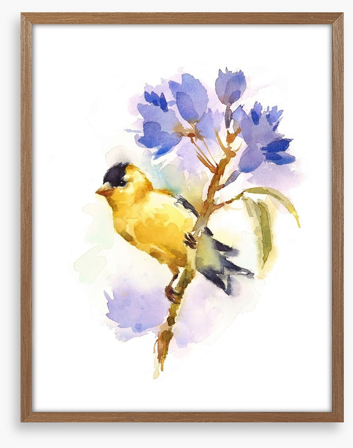 Little goldfinch