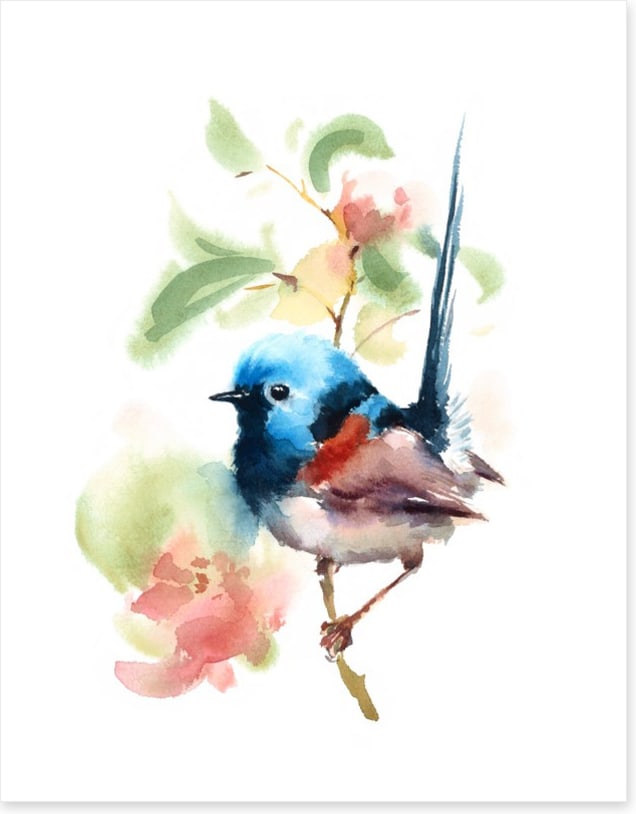 Little fairy wren