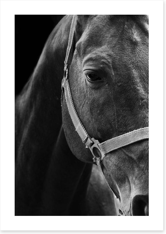 The dark horse