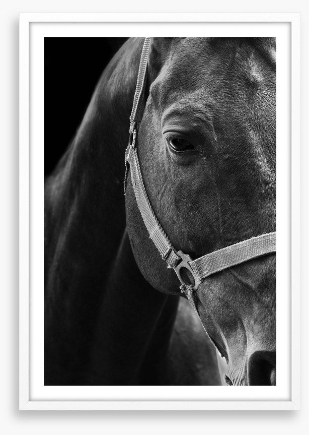 The dark horse