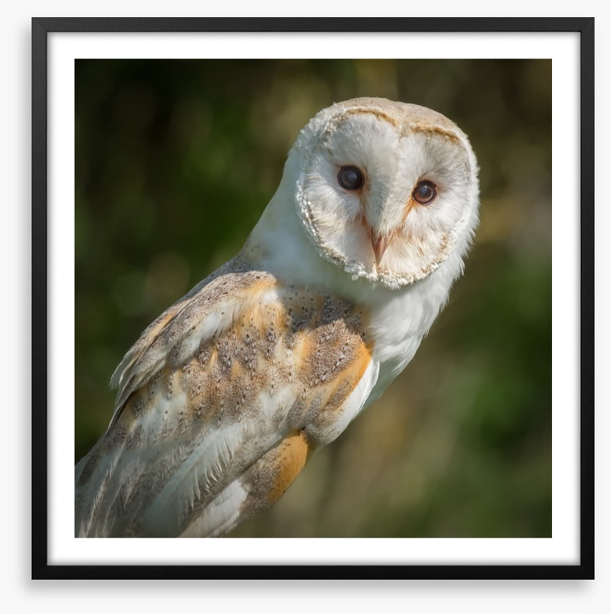 Watchful barn owl