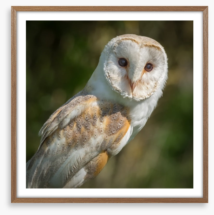 Watchful barn owl