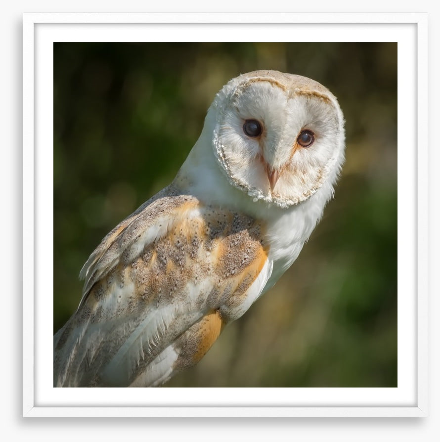 Watchful barn owl