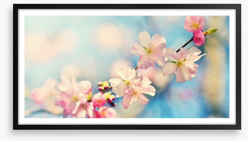 Blue sky blossom