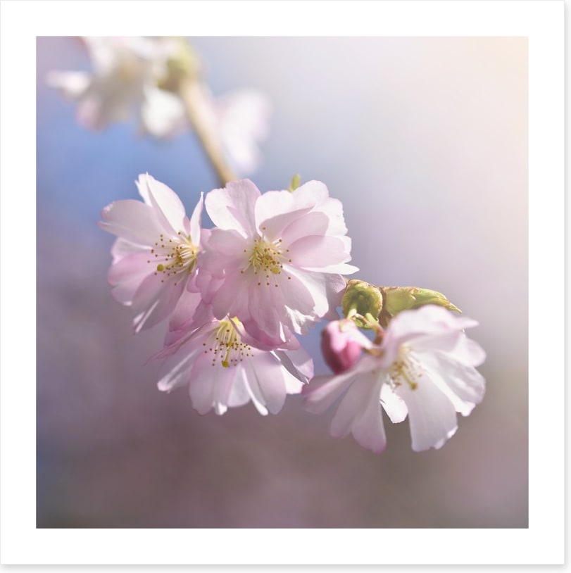 Spring sun sakura