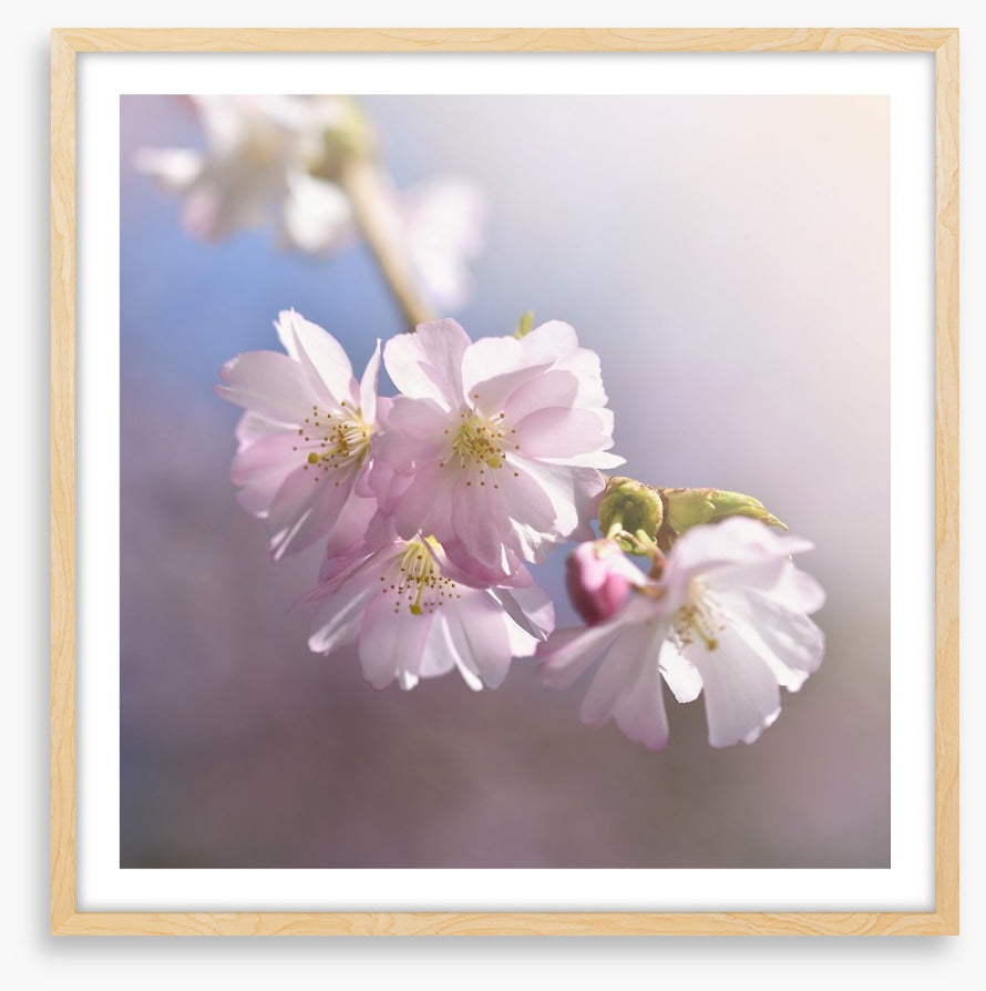 Spring sun sakura