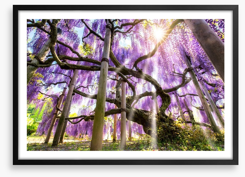 Wisteria sunshine