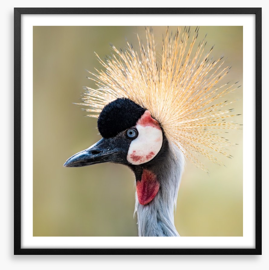 Crown of the crane