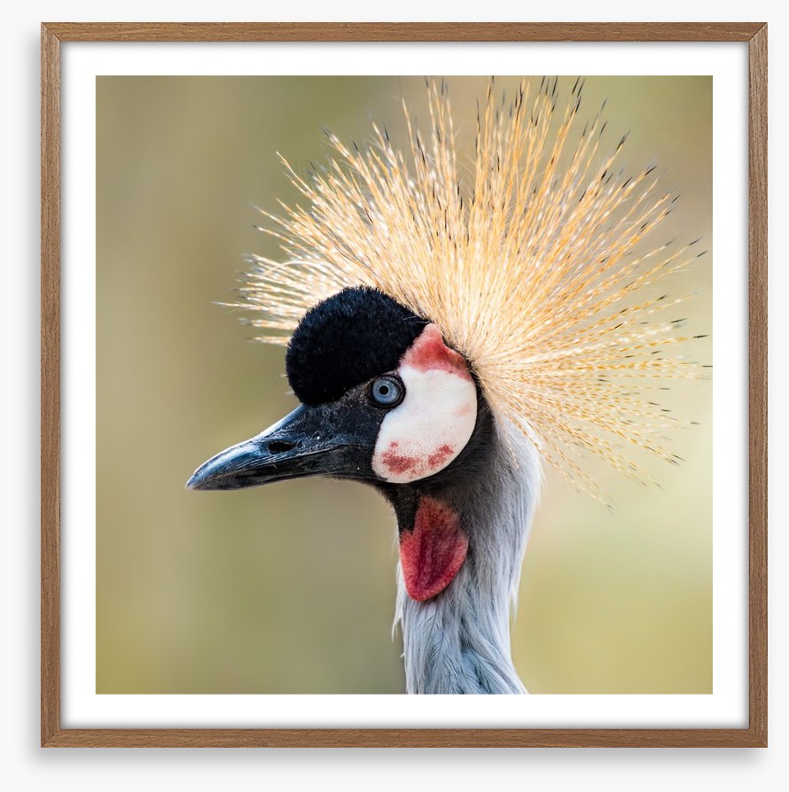 Crown of the crane