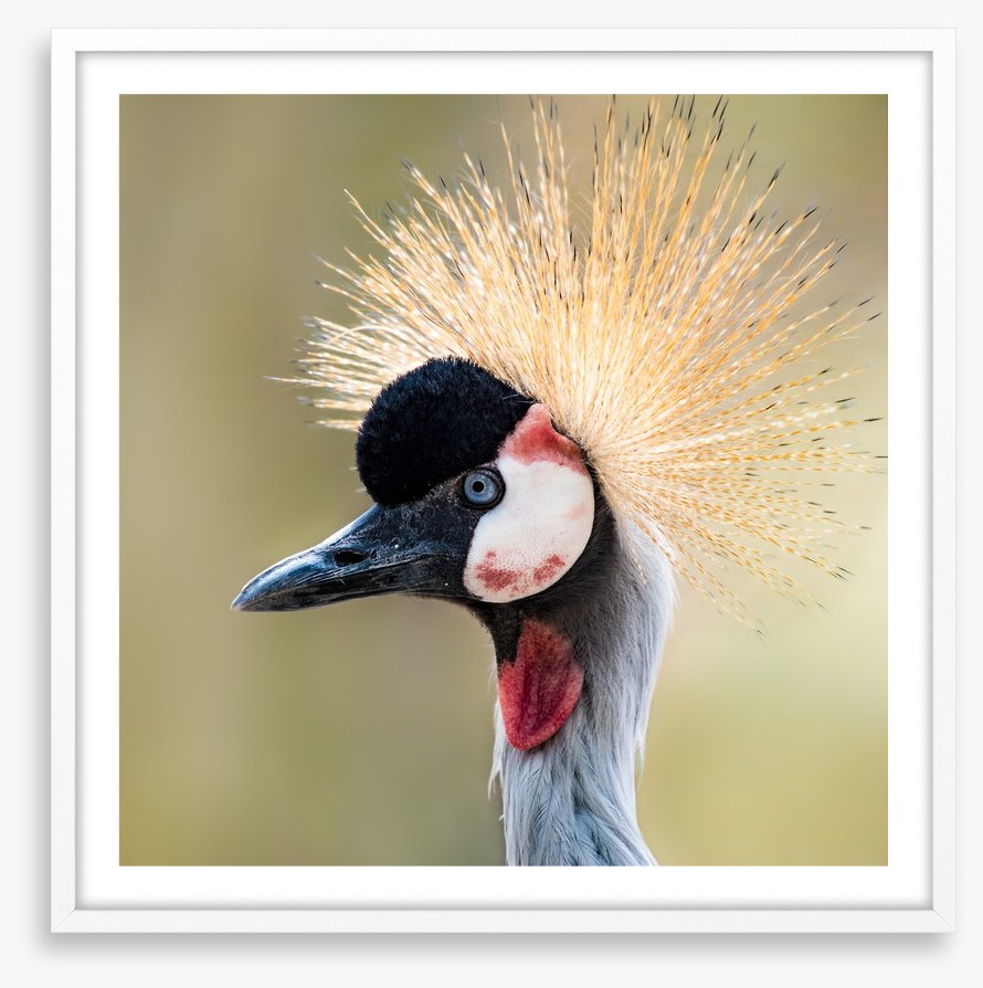 Crown of the crane